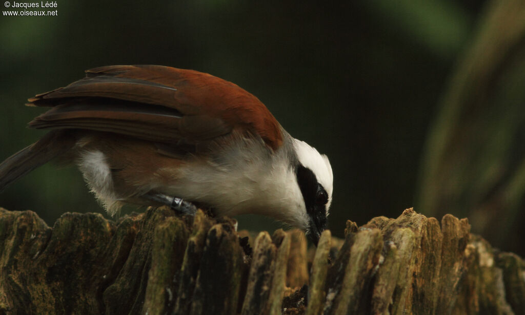 White-crested Laughingthrush