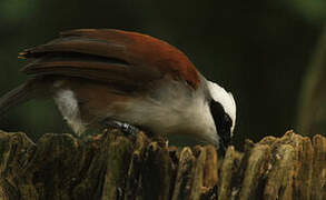 White-crested Laughingthrush