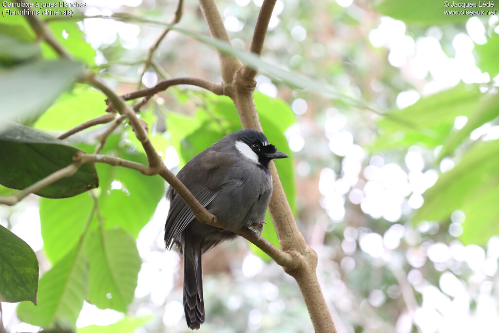 Black-throated Laughingthrush