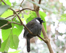 Black-throated Laughingthrush