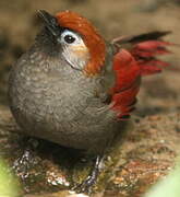 Red-tailed Laughingthrush