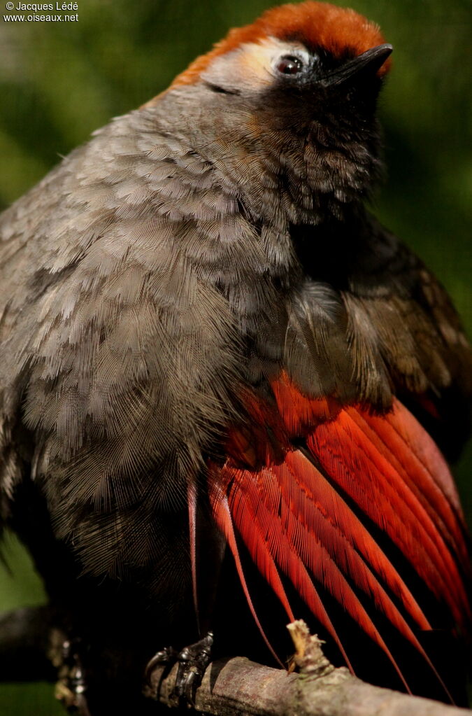 Garrulaxe à queue rouge