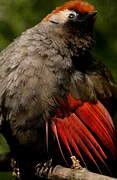 Red-tailed Laughingthrush