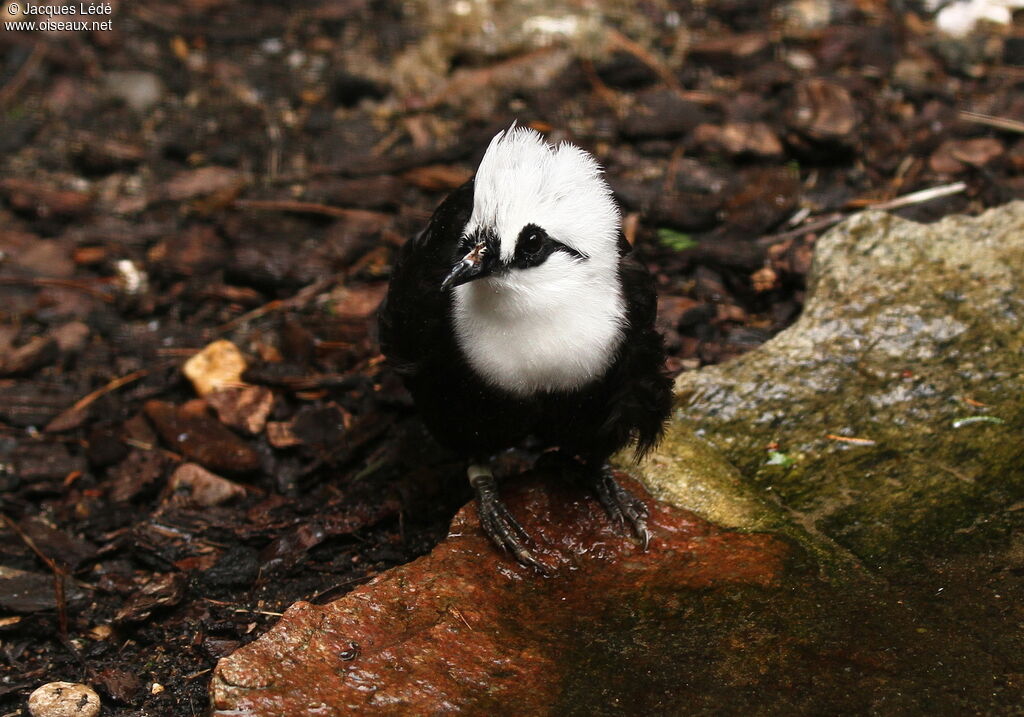 Sumatran Laughingthrush