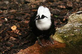 Sumatran Laughingthrush