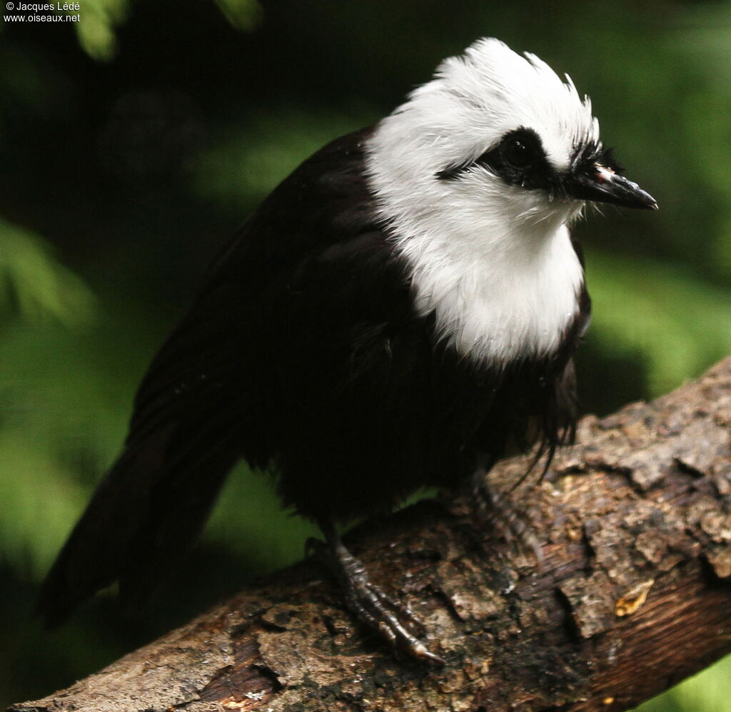 Sumatran Laughingthrush