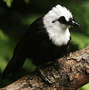 Sumatran Laughingthrush