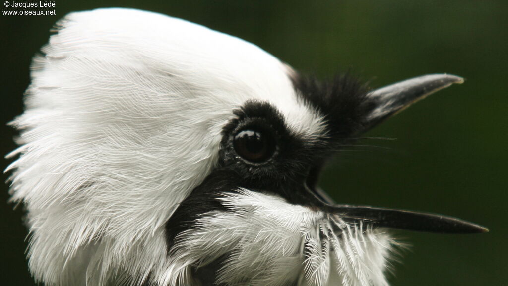 Sumatran Laughingthrush