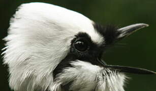 Sumatran Laughingthrush