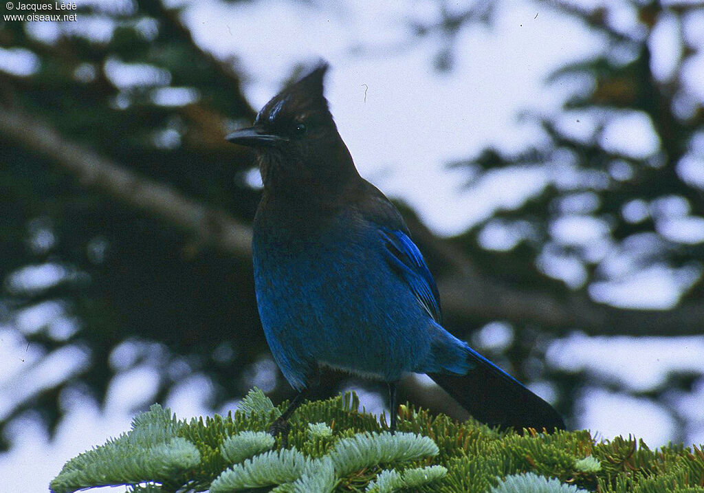 Steller's Jay