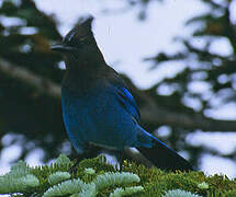 Steller's Jay