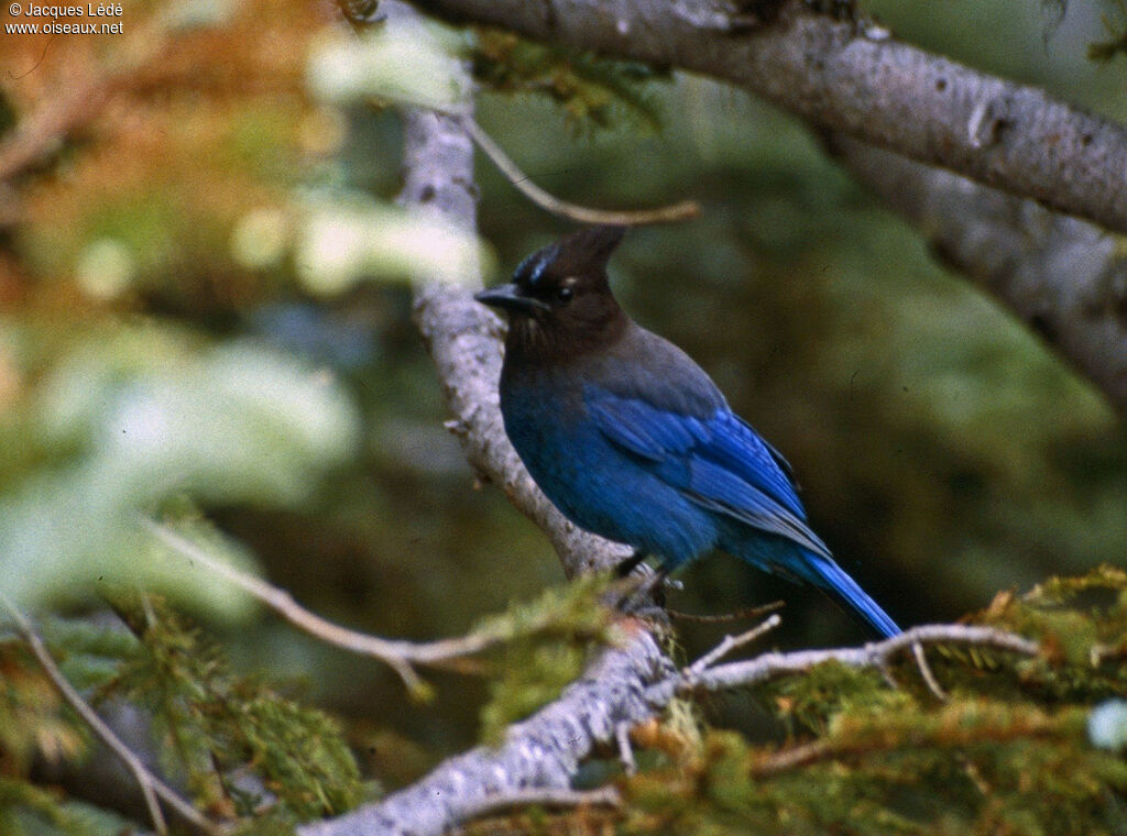 Steller's Jay