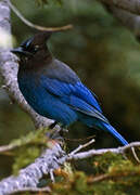 Steller's Jay