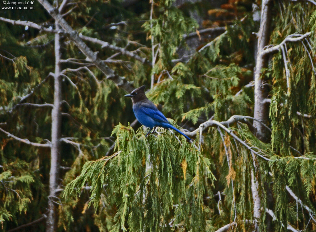 Steller's Jay