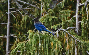 Steller's Jay