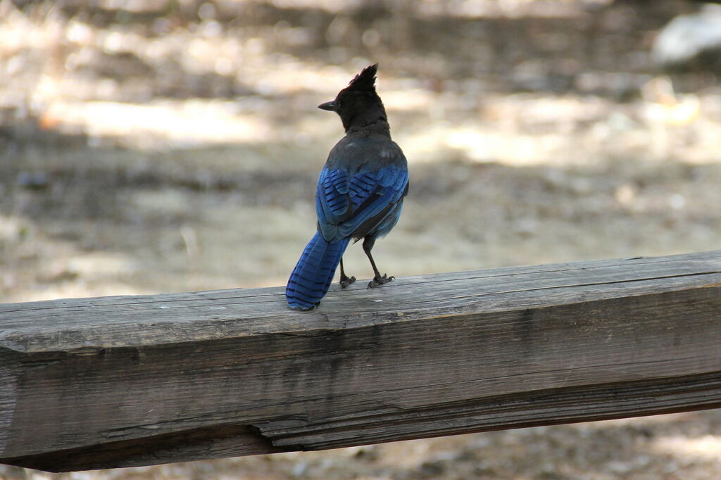 Steller's Jay