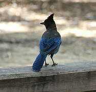 Steller's Jay