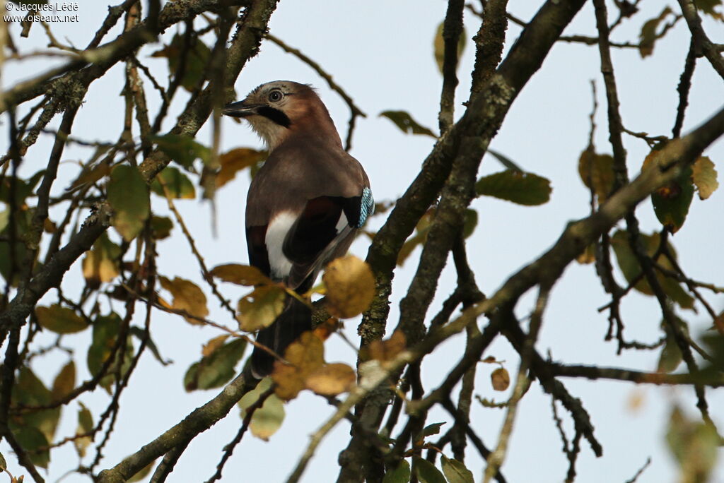 Eurasian Jay