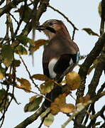 Eurasian Jay