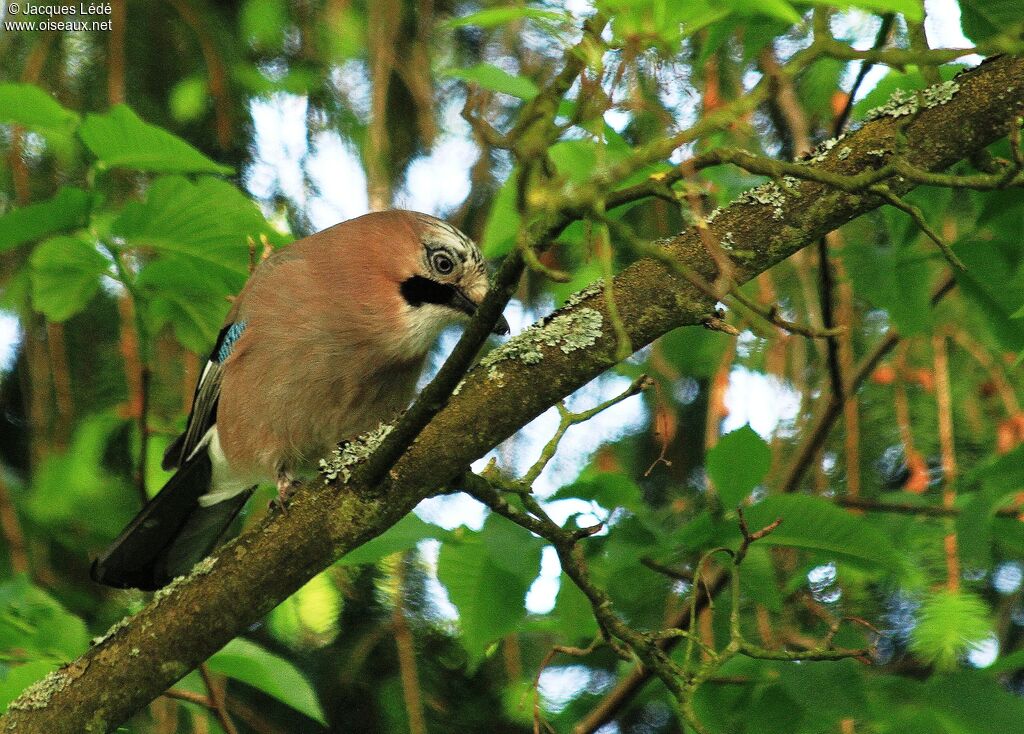 Eurasian Jay