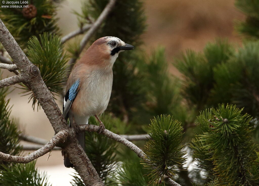 Eurasian Jay