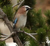 Eurasian Jay