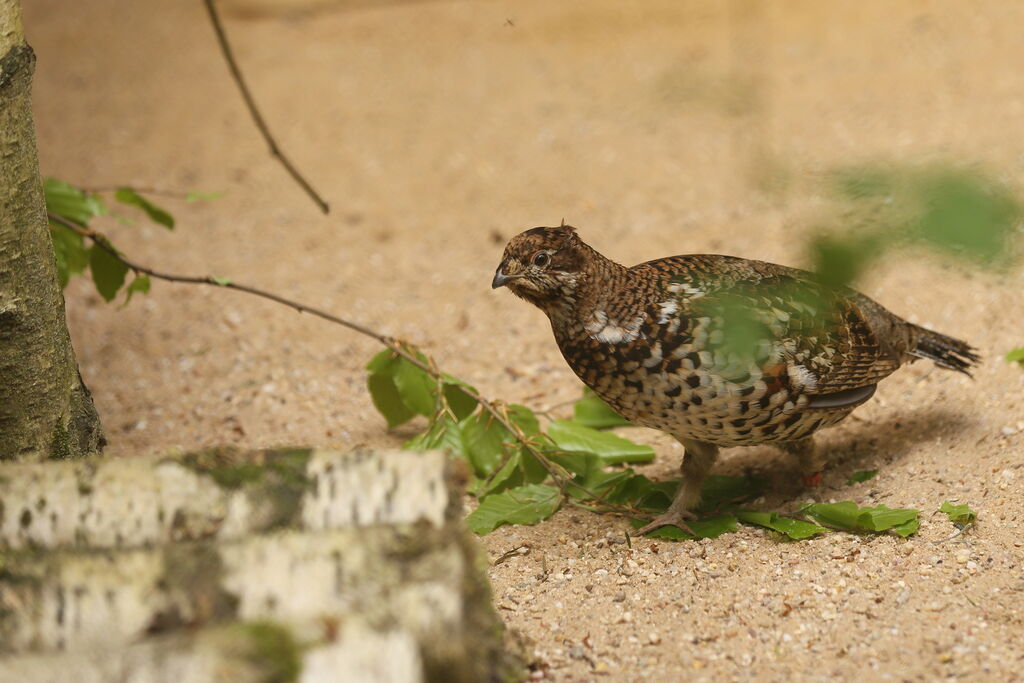 Hazel Grouse