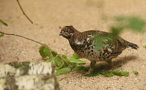 Hazel Grouse