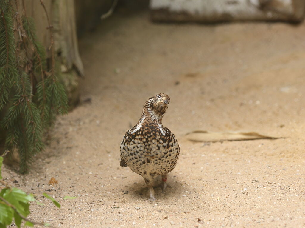 Hazel Grouse