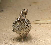 Hazel Grouse