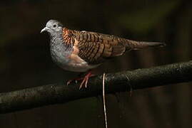 Bar-shouldered Dove