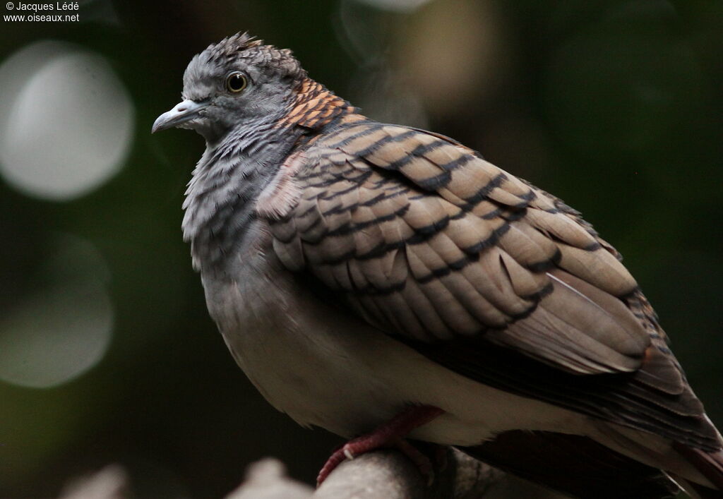 Bar-shouldered Dove