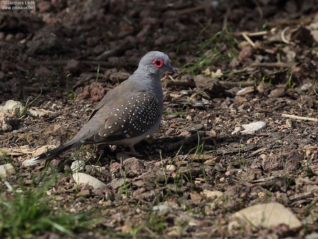 Diamond Dove