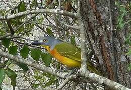 Grey-headed Bushshrike