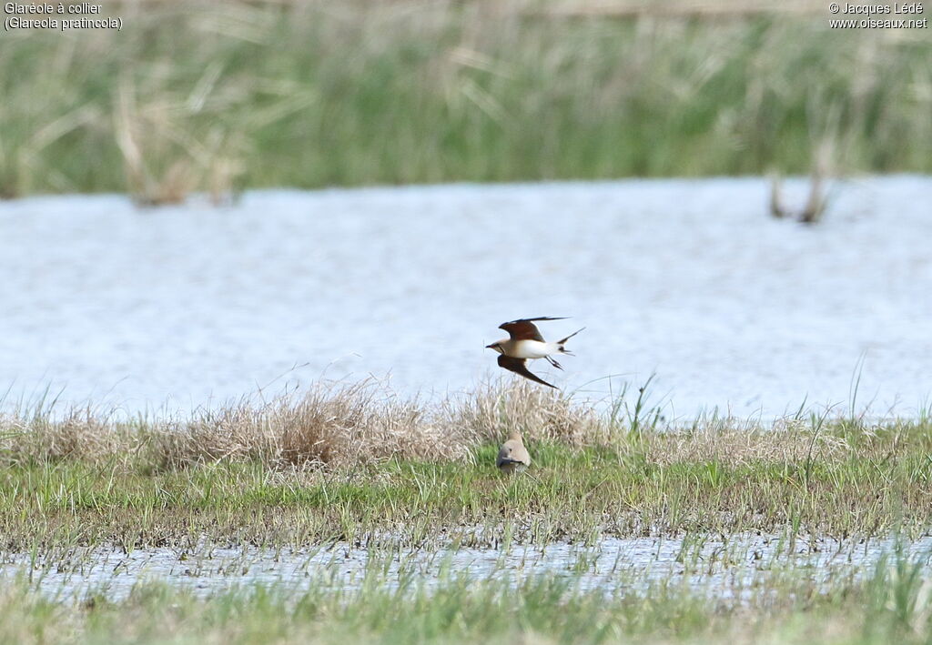 Collared Pratincole