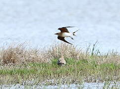 Collared Pratincole