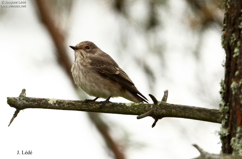 Spotted Flycatcher