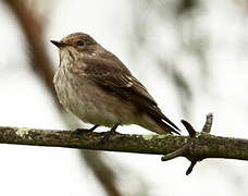 Spotted Flycatcher