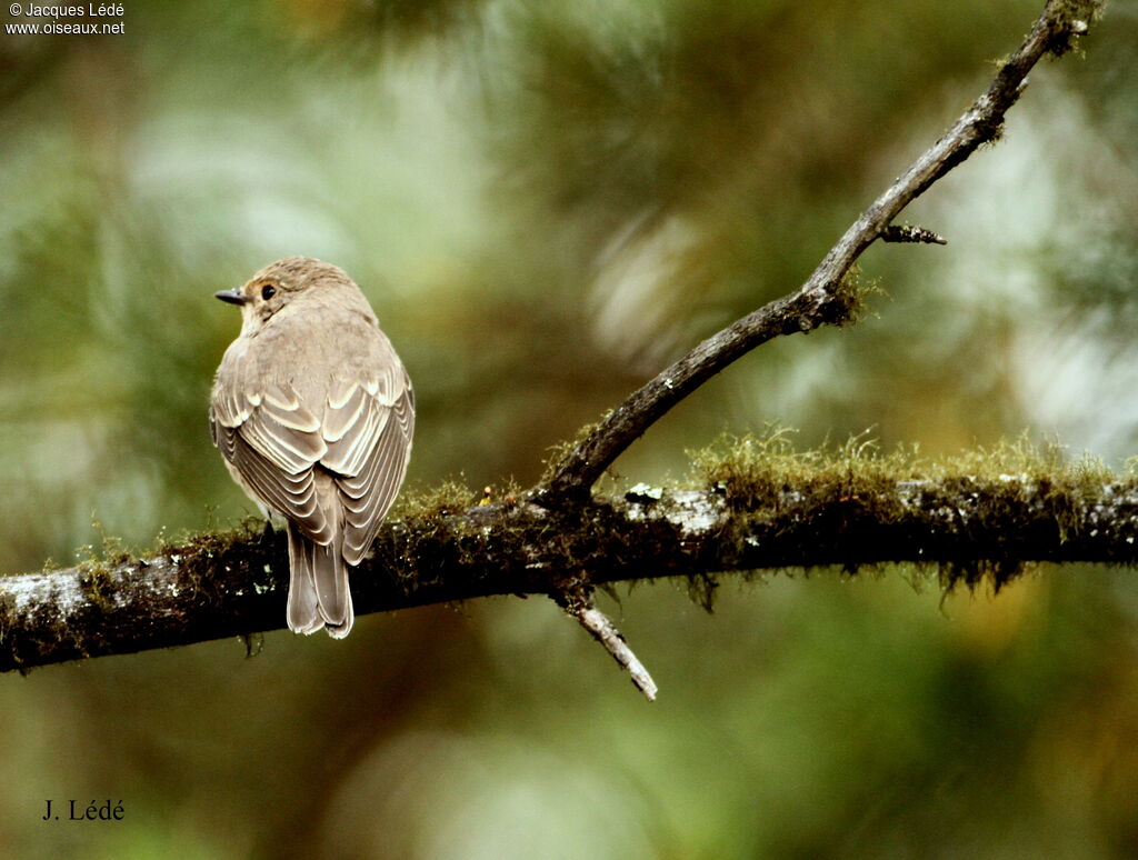 Spotted Flycatcher