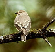 Spotted Flycatcher