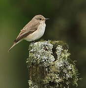 Spotted Flycatcher