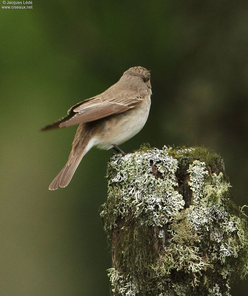 Spotted Flycatcher