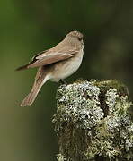 Spotted Flycatcher