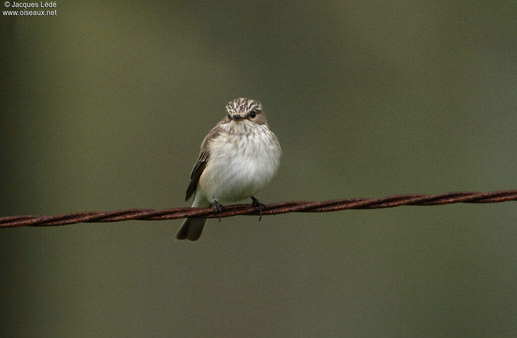 Spotted Flycatcher