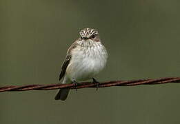 Spotted Flycatcher