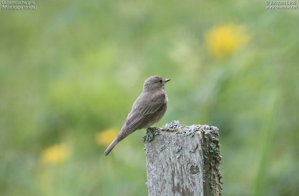 Spotted Flycatcher