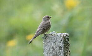 Spotted Flycatcher