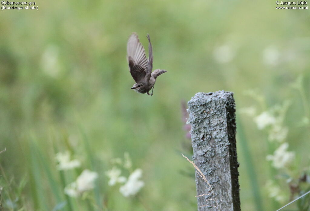 Spotted Flycatcher