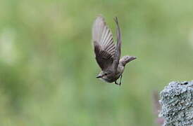 Spotted Flycatcher