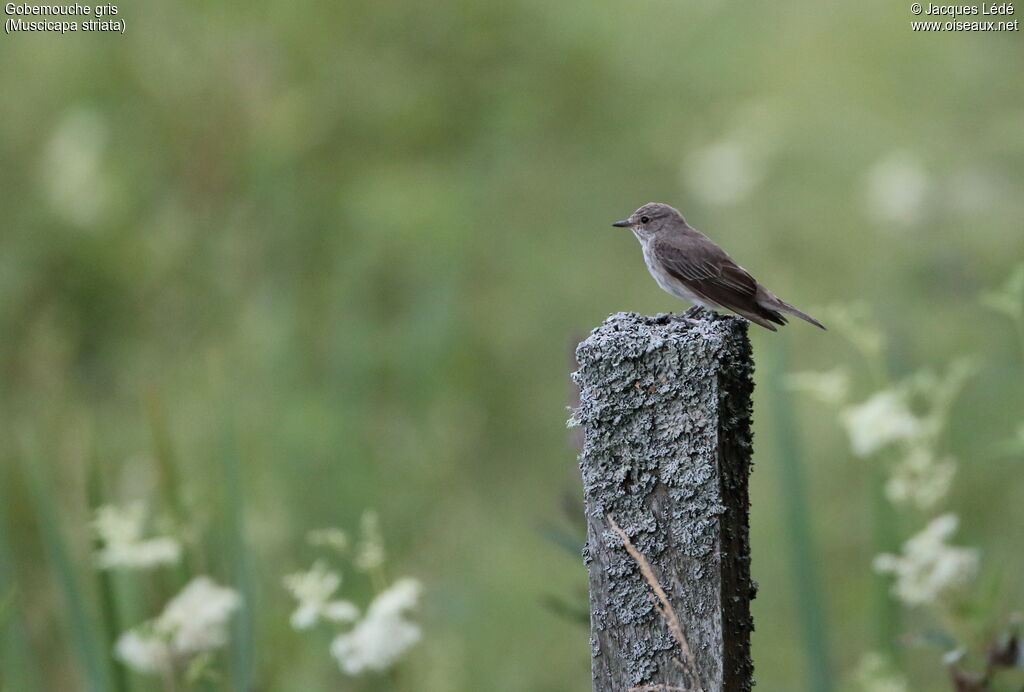 Spotted Flycatcher